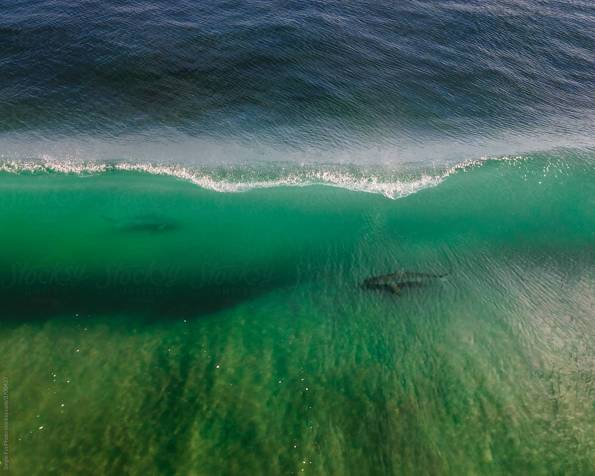 Sharks and a wave