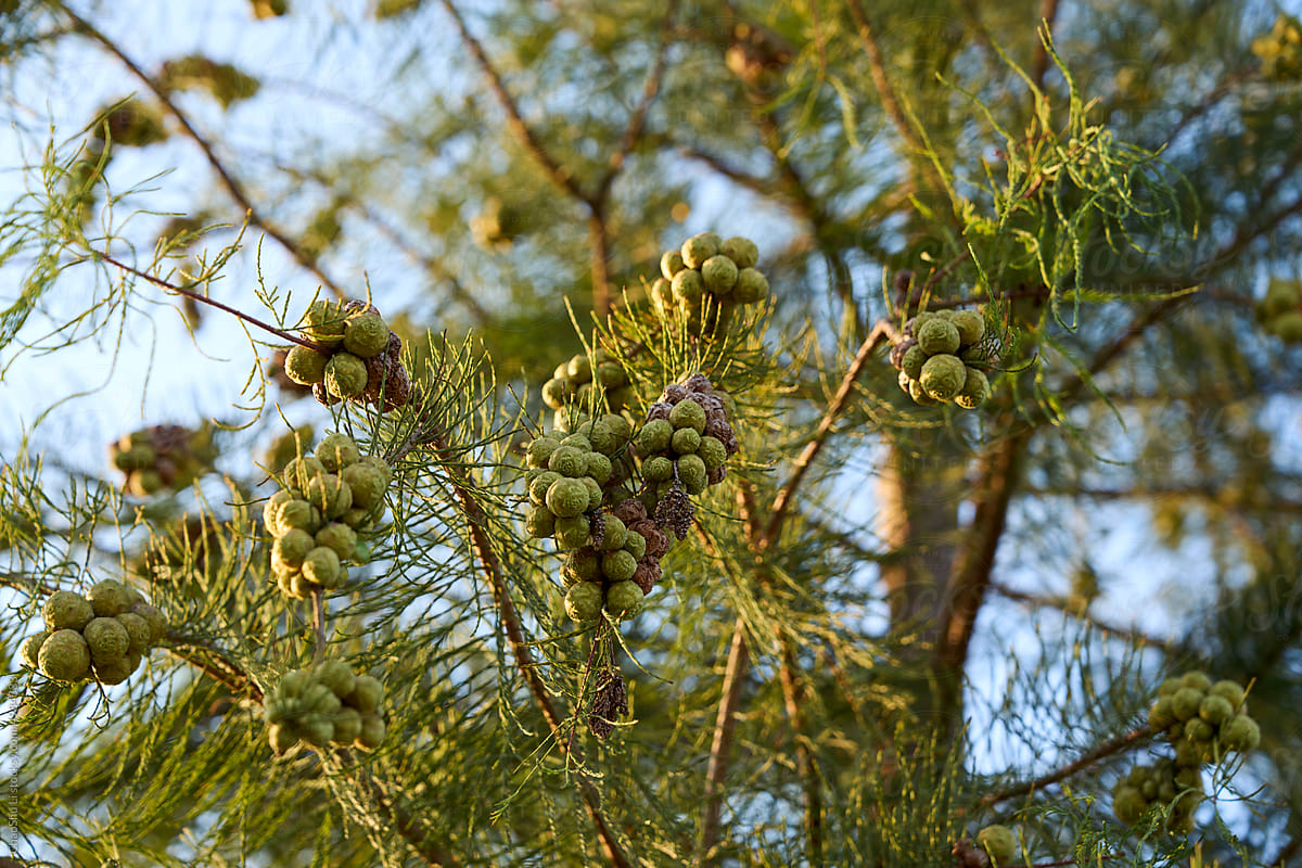 Closeup green pine tree with small pine cones in sunlight