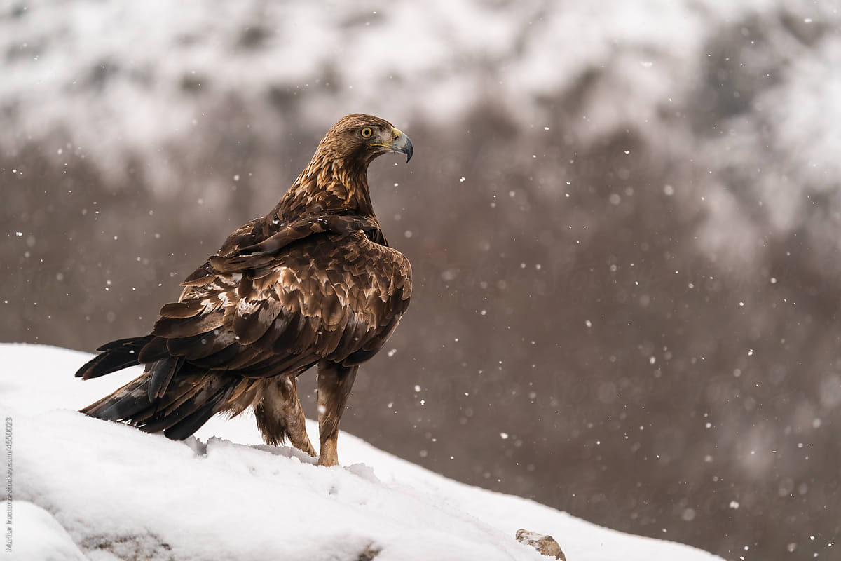 Majestic Golden Eagle Under A Snowfall