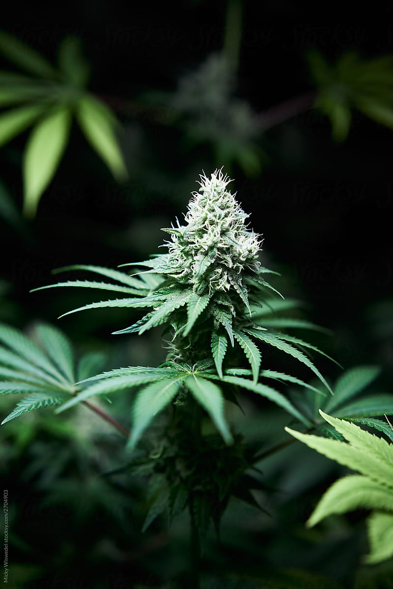 cannabis flower bud