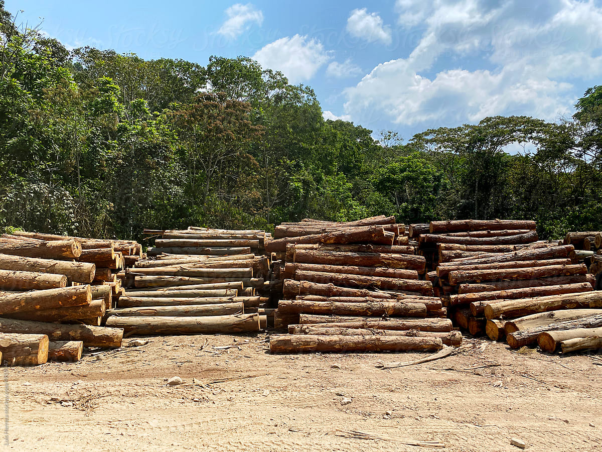 rainforest logging, deforestation