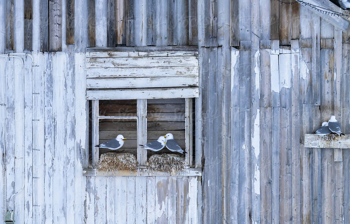 Black-Legged Kittiwakes Perched On An Old Wooden House