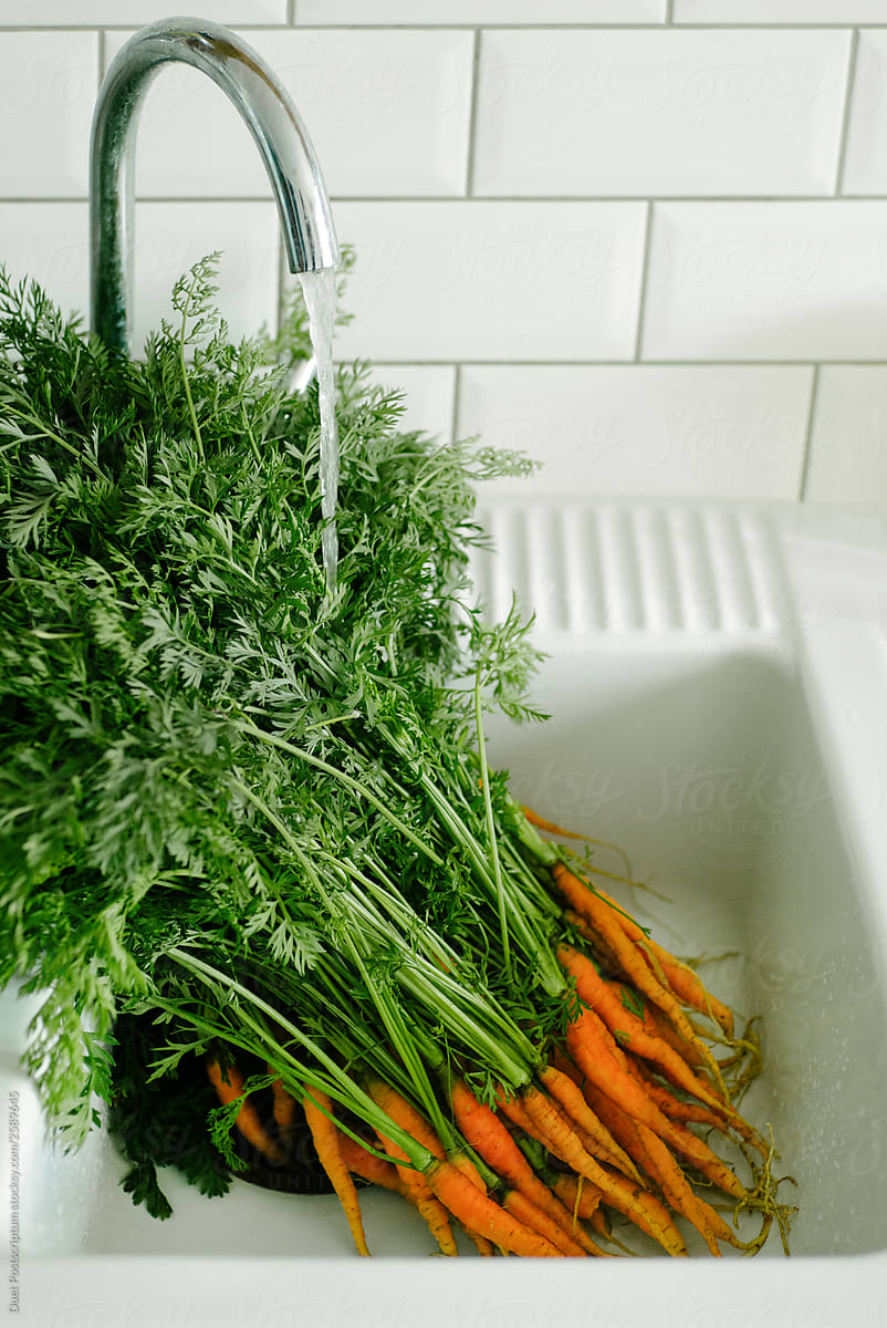 Young orange carrots with green leaves are in the kitchen sink.
