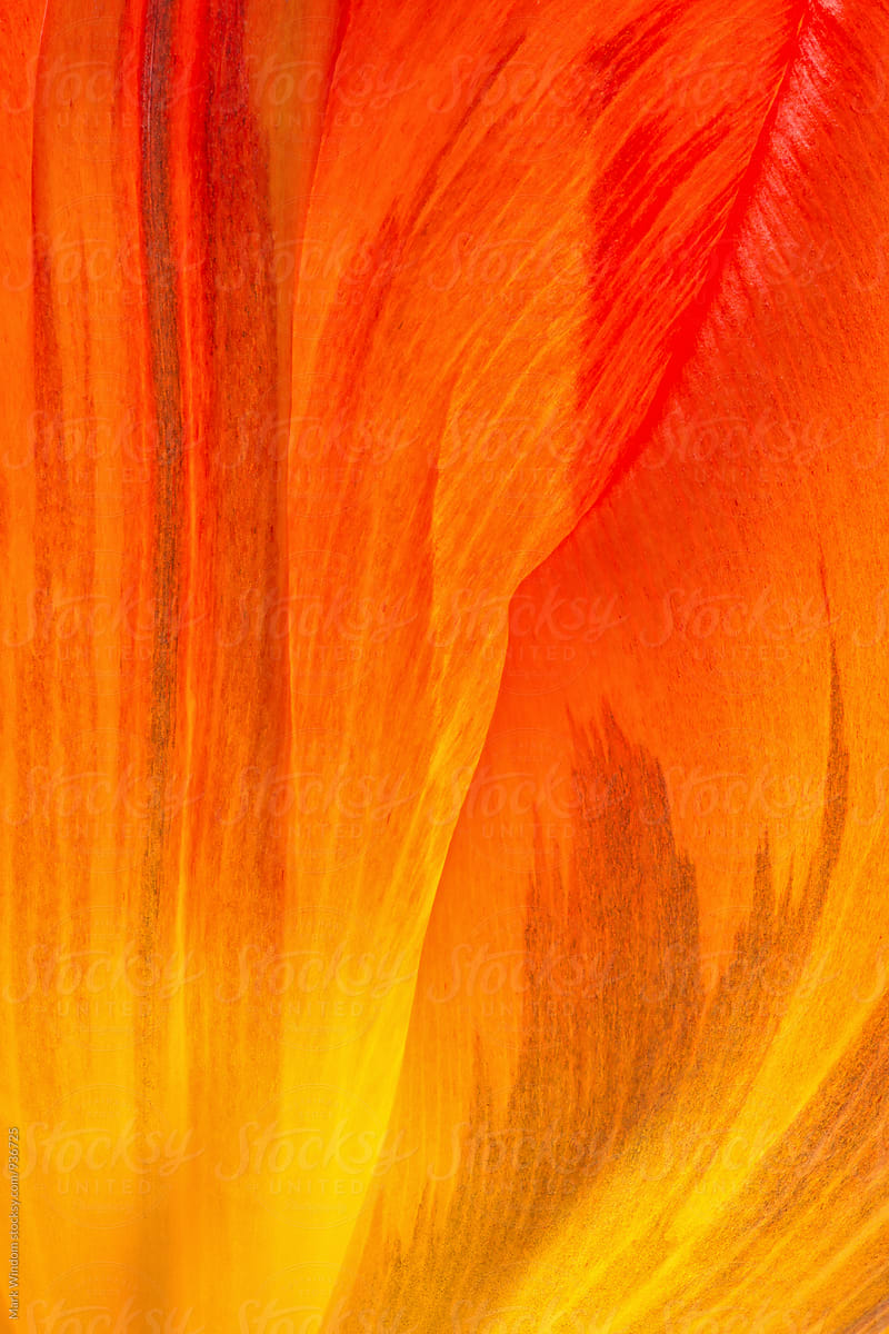 Backlit tulip petal abstract, closeup