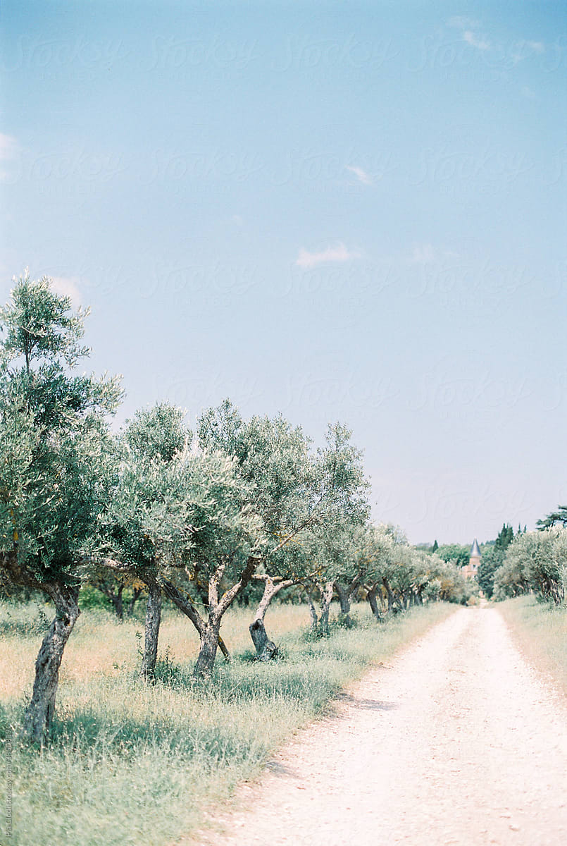 Walking through an olive grove