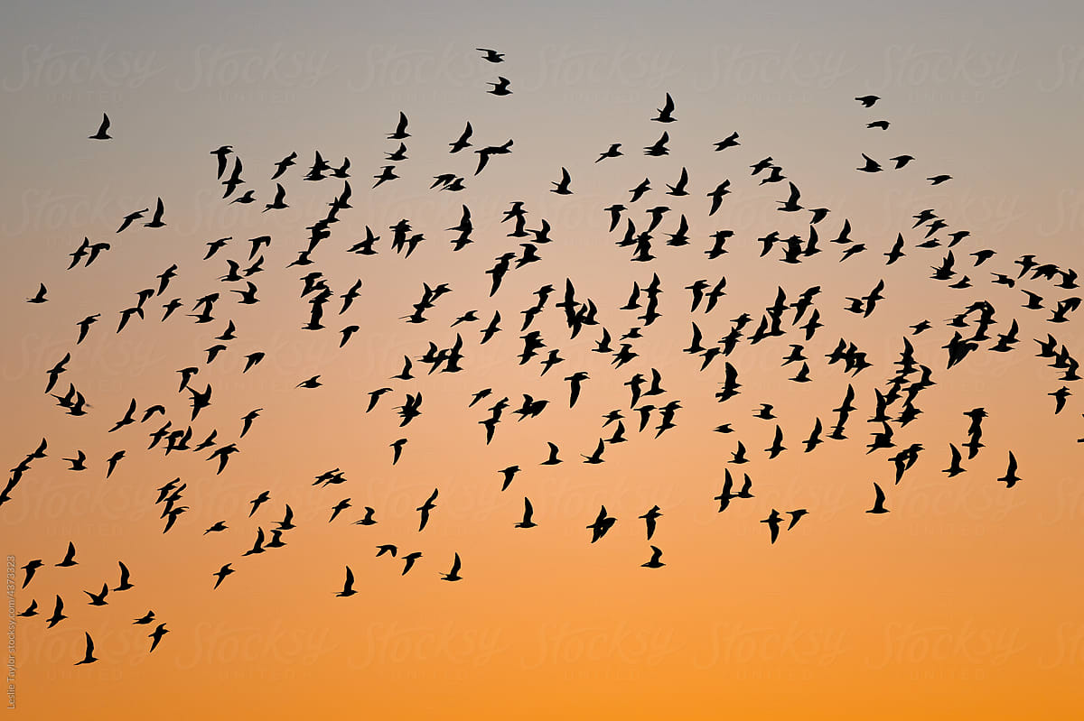 Flock Of Birds Flying Through Dusk Skies
