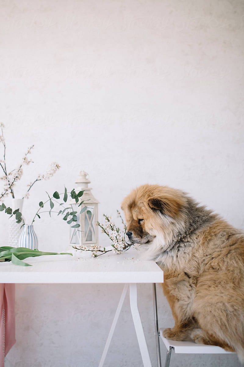 Adorable chow chow on a chair and decorated table