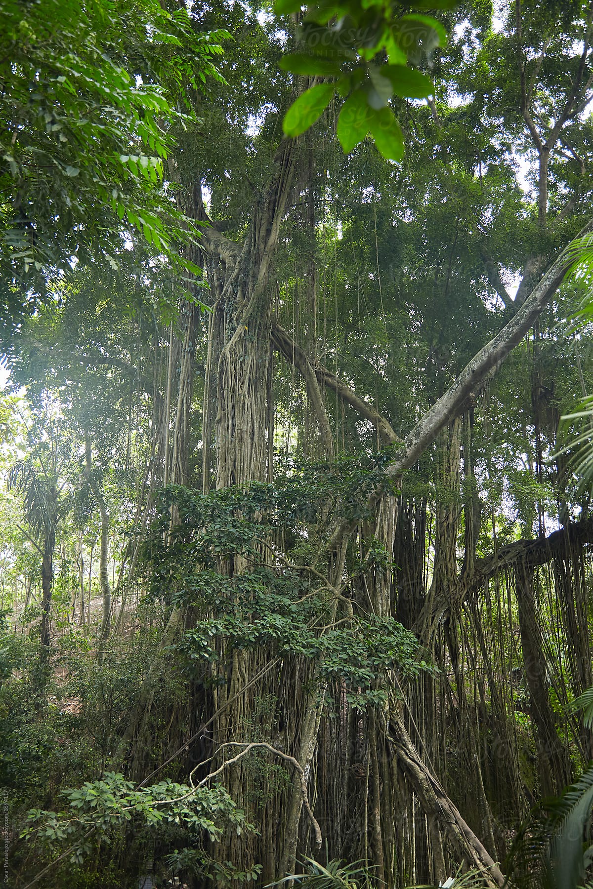 Big tree in a Rainforest