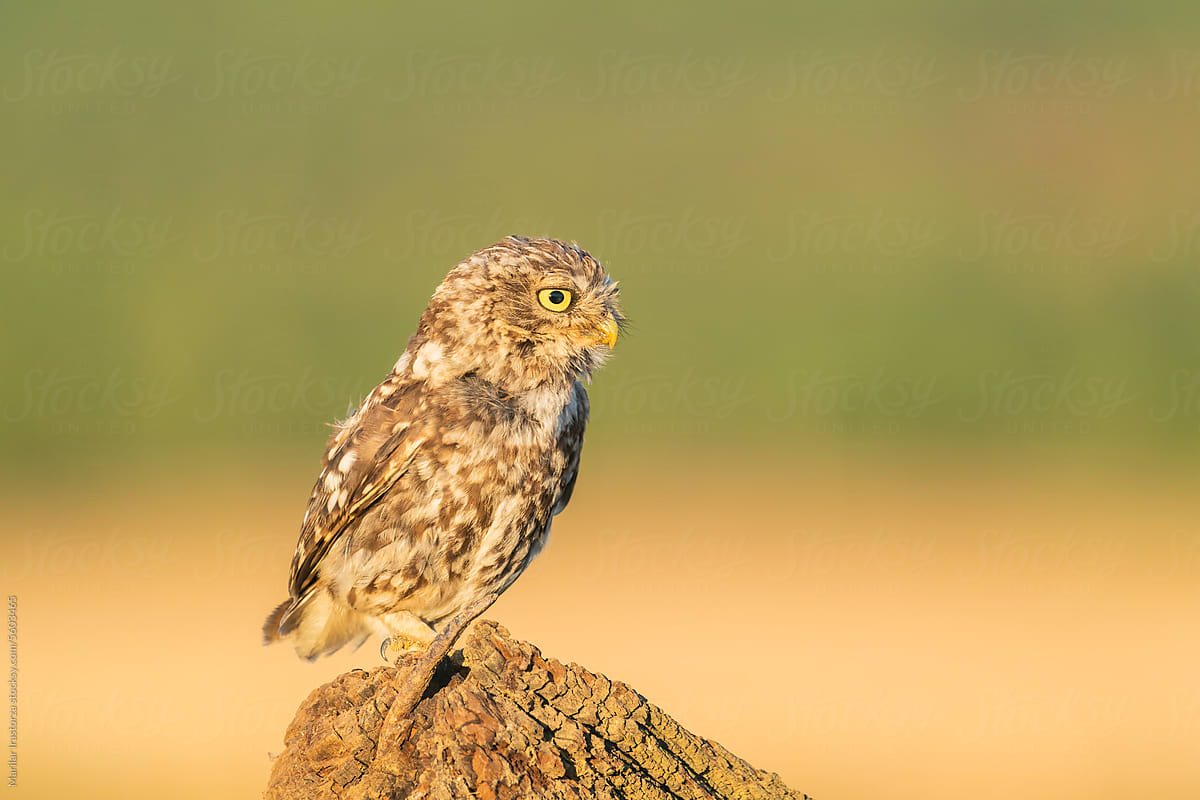 Little Owl Sitting On An Old Branch With Green And Yellow Background