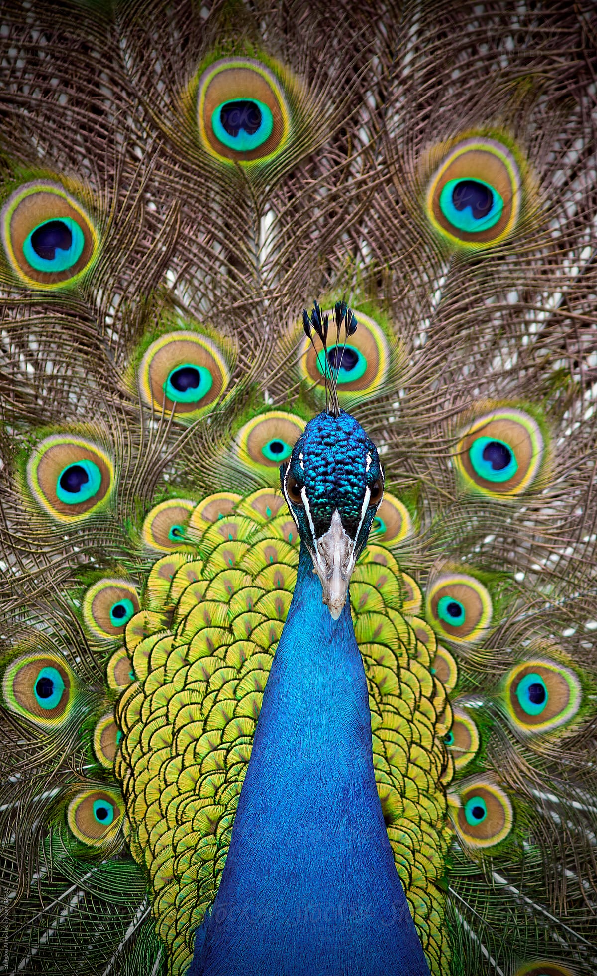 Peacock Portrait Closeup with Feathers Open