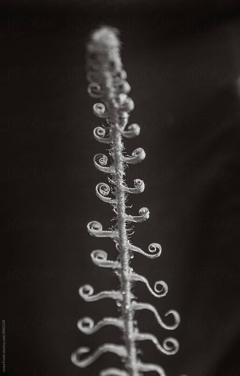 black and white fine art fern scroll
