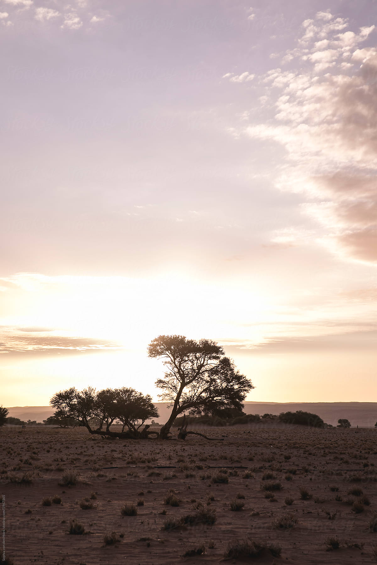 Sunset In Krugerpark South Africa By Stocksy Contributor Sophia Van