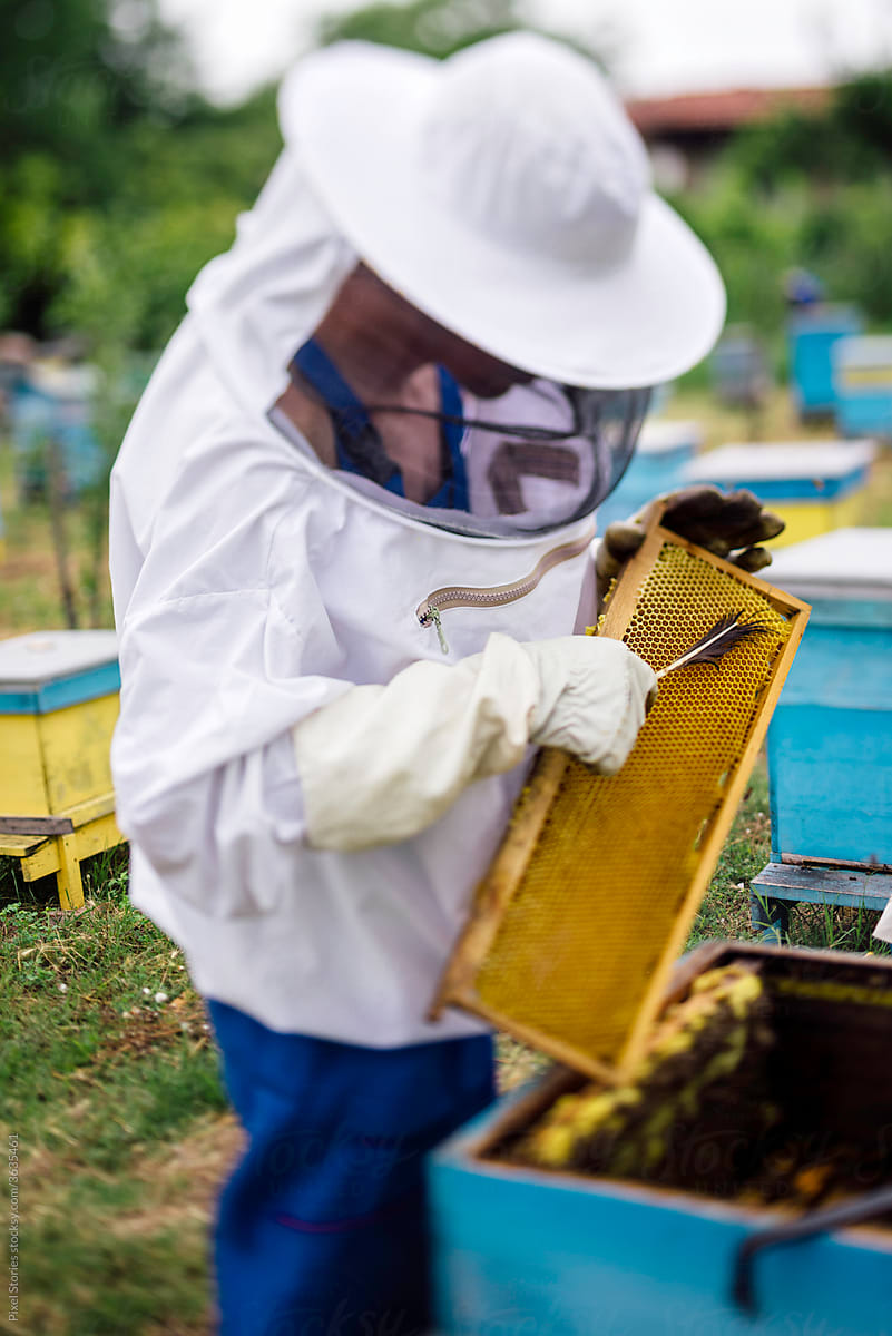 Beekeeper working in his apiary removing bees from honeycomb