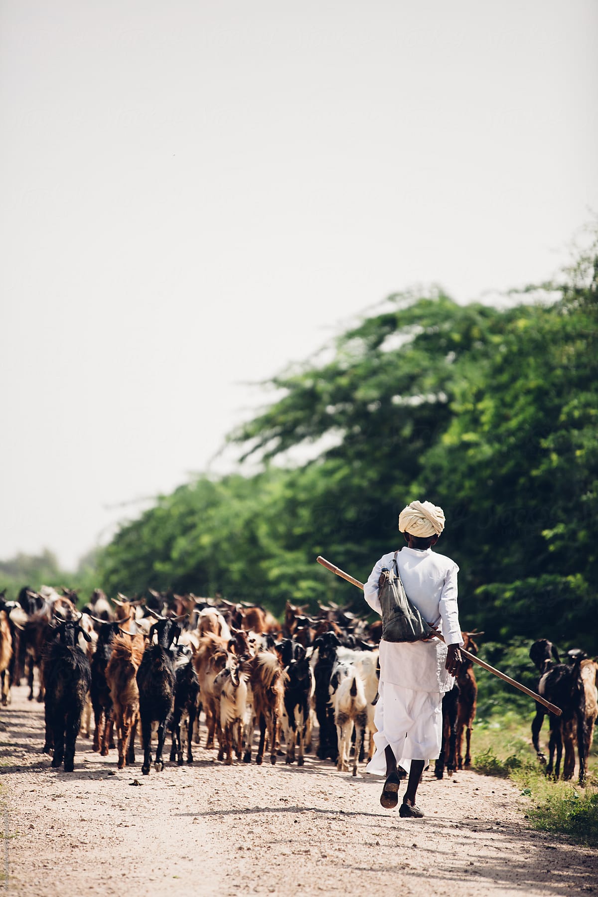 An Indian shepherd walking away on the dusty road with his herd of goats