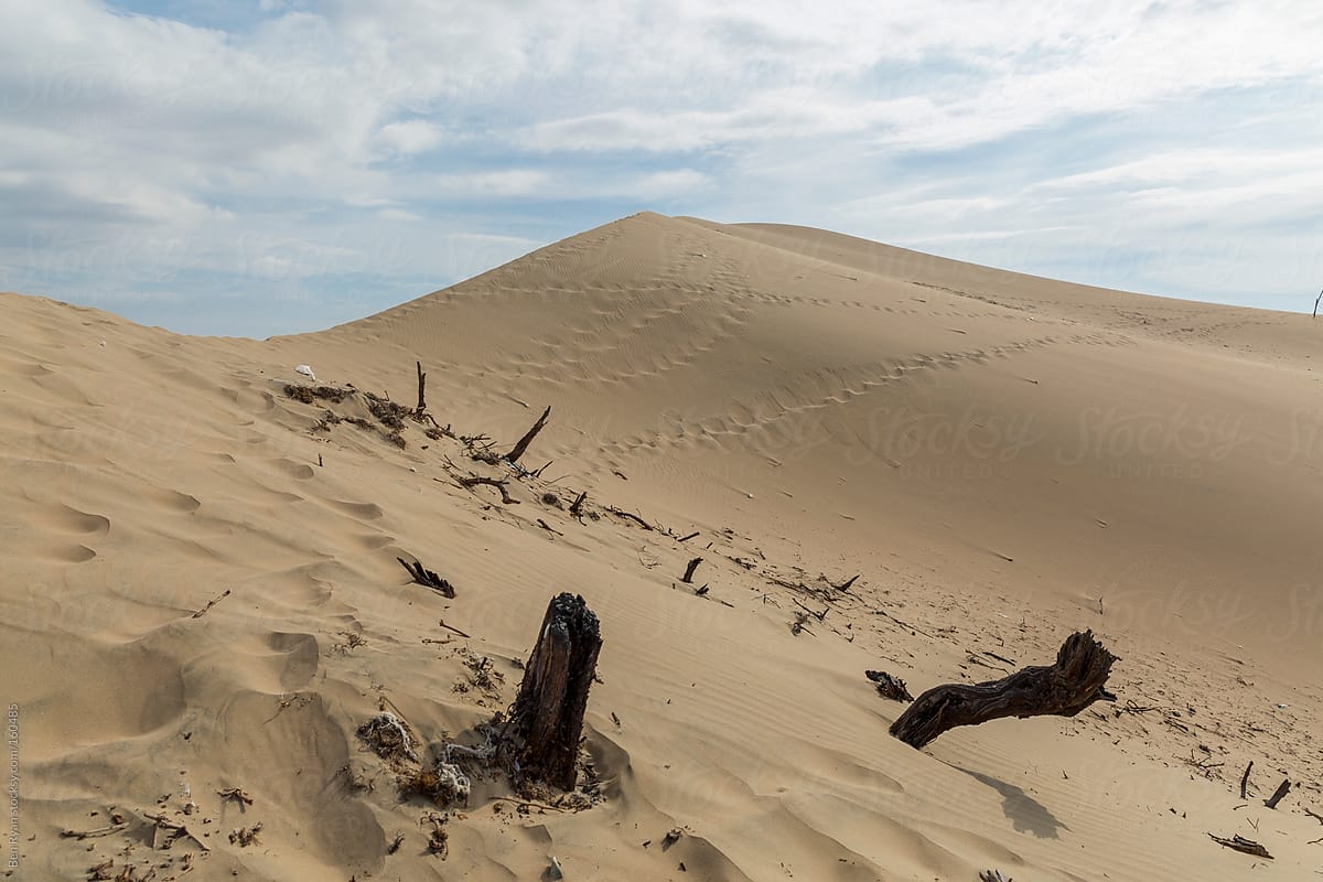 Sand dunes littered with footprints and dead vegetation