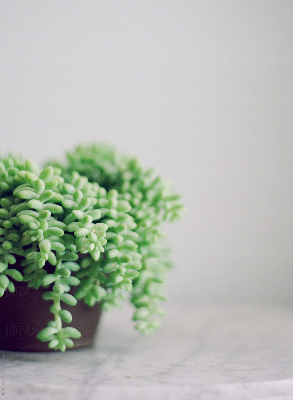 Burros Tail succulent plant on carrera marble table
