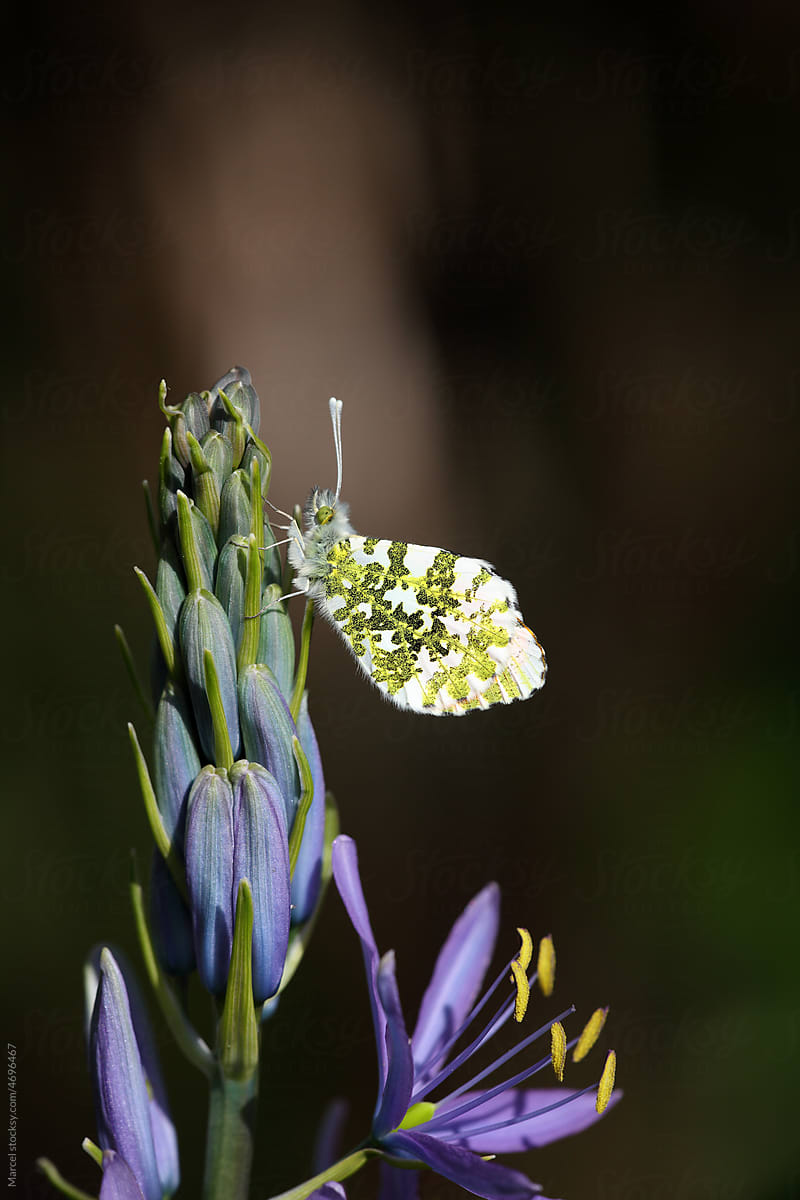 Pontia daplidice butterfly