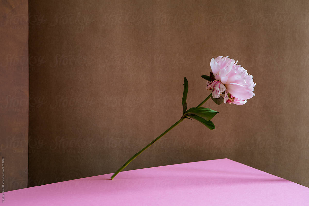 Still life of floating pink flower