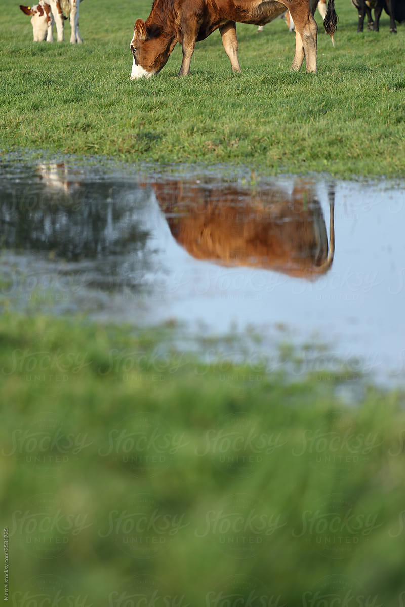 Grazing cows in wet nature-friendly meadow reflected in puddle.