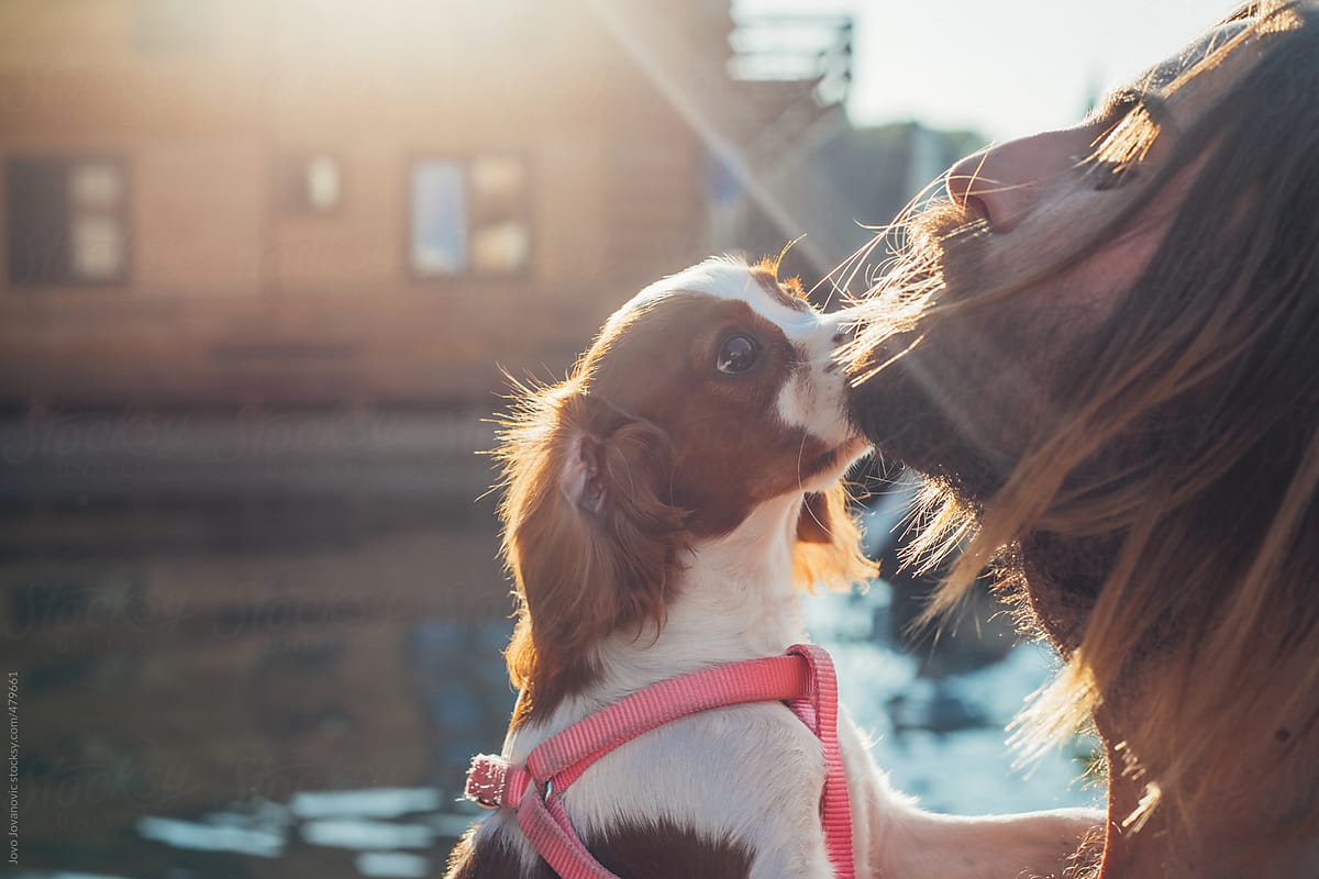 Cute King charles spaniel kissing a bearded blonde man in the sun rays