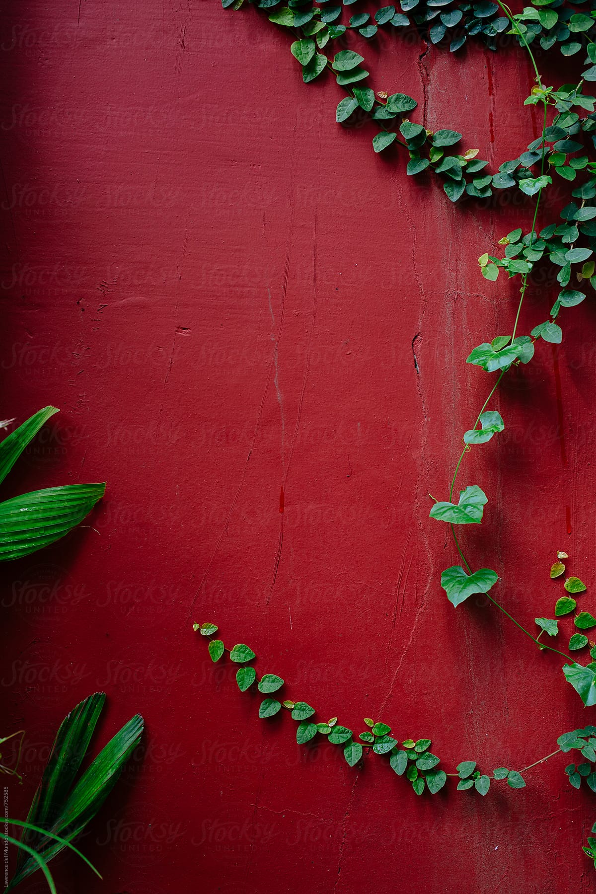 Green vines on maroon wall