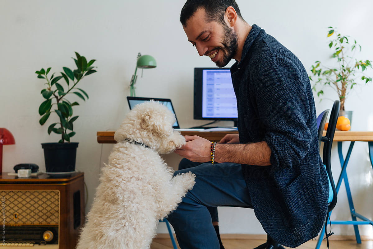 Cute poodle distracting owner from working at home office