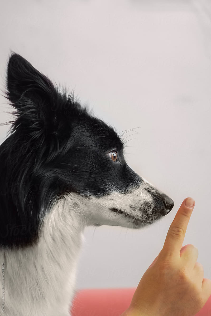 Anonymous finger of woman in front of dog at home
