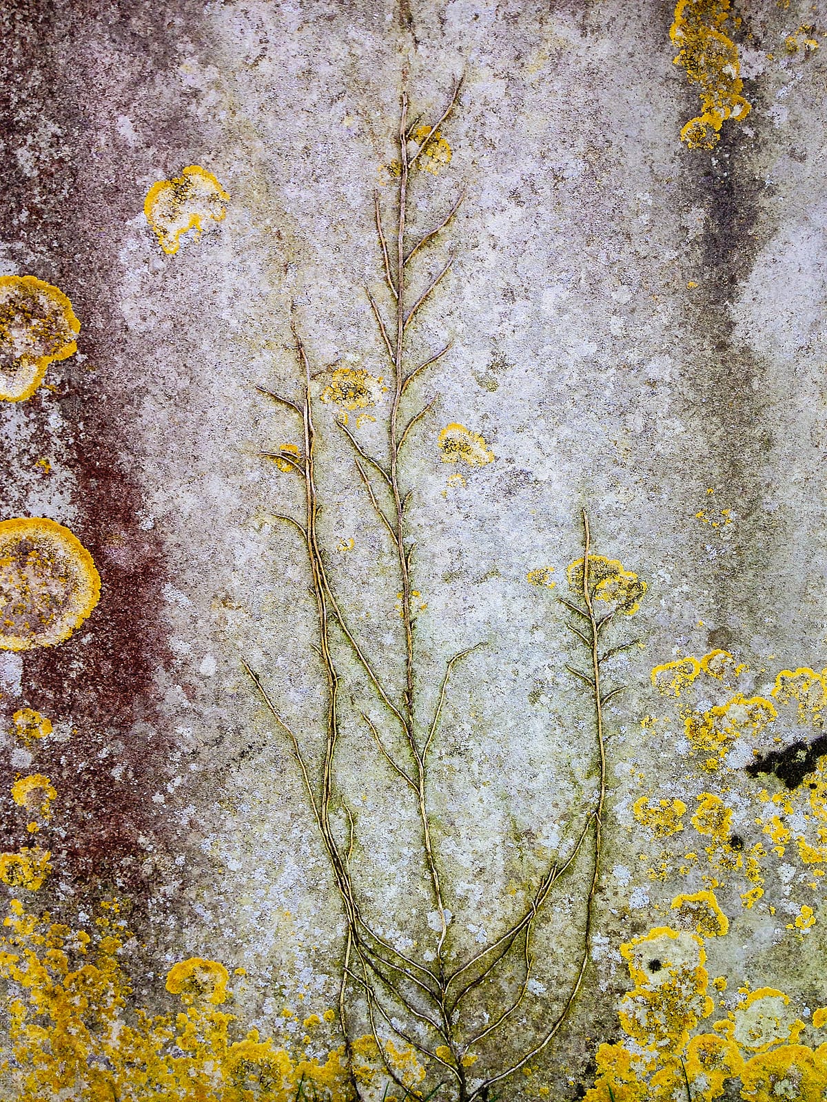 Background texture of lichen and moss growing on a gravestone