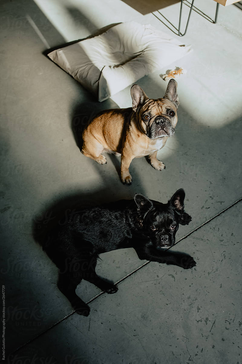 French Bulldogs at home