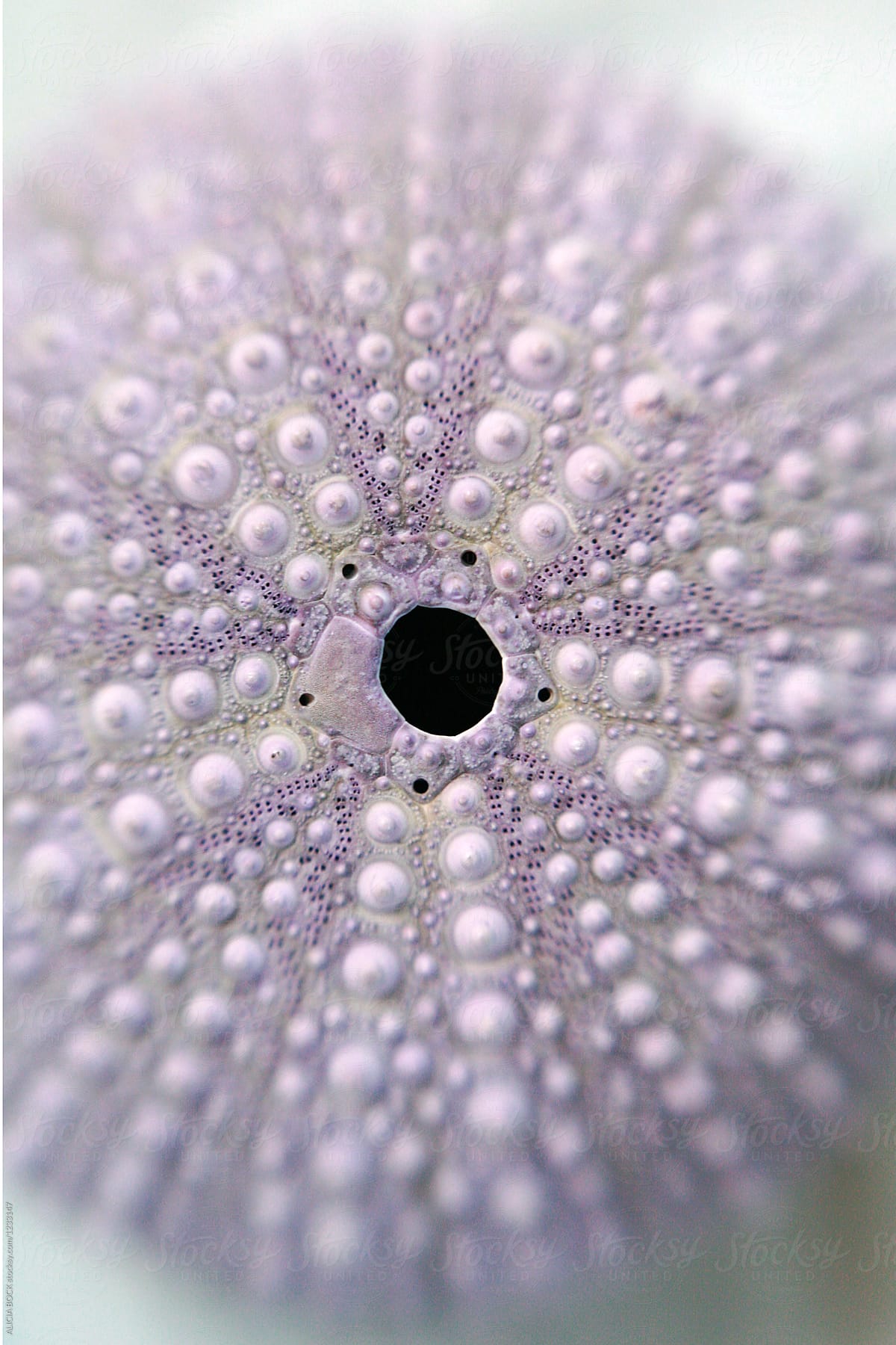 Close Up Of A Purple Sea Urchin