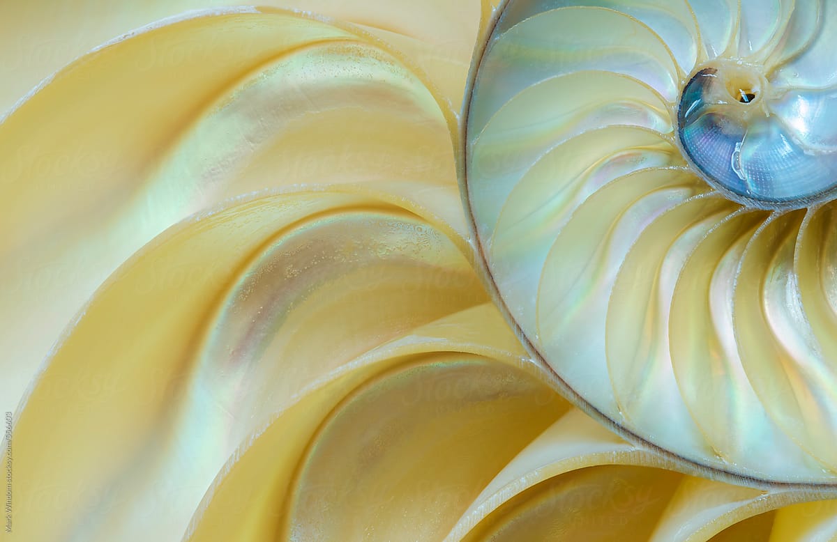 Pearlized nautilus shell, closeup
