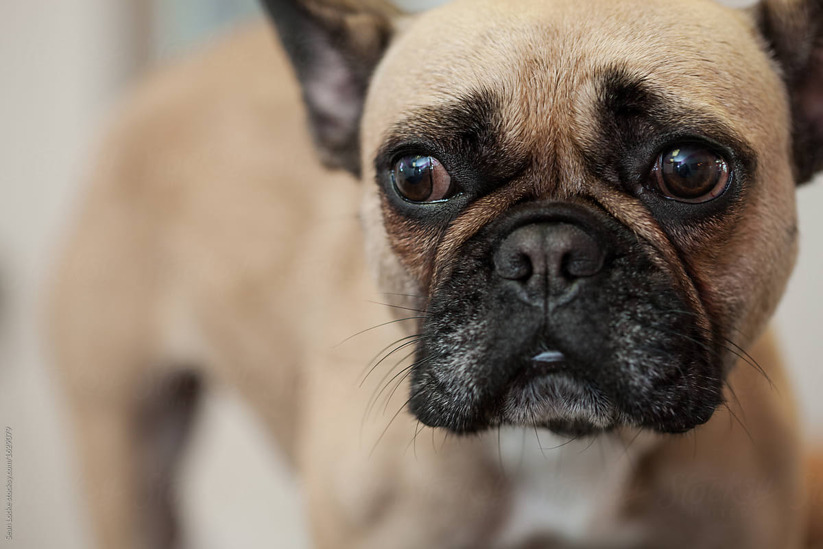 Groomer: Close Up Of French Bulldog Face