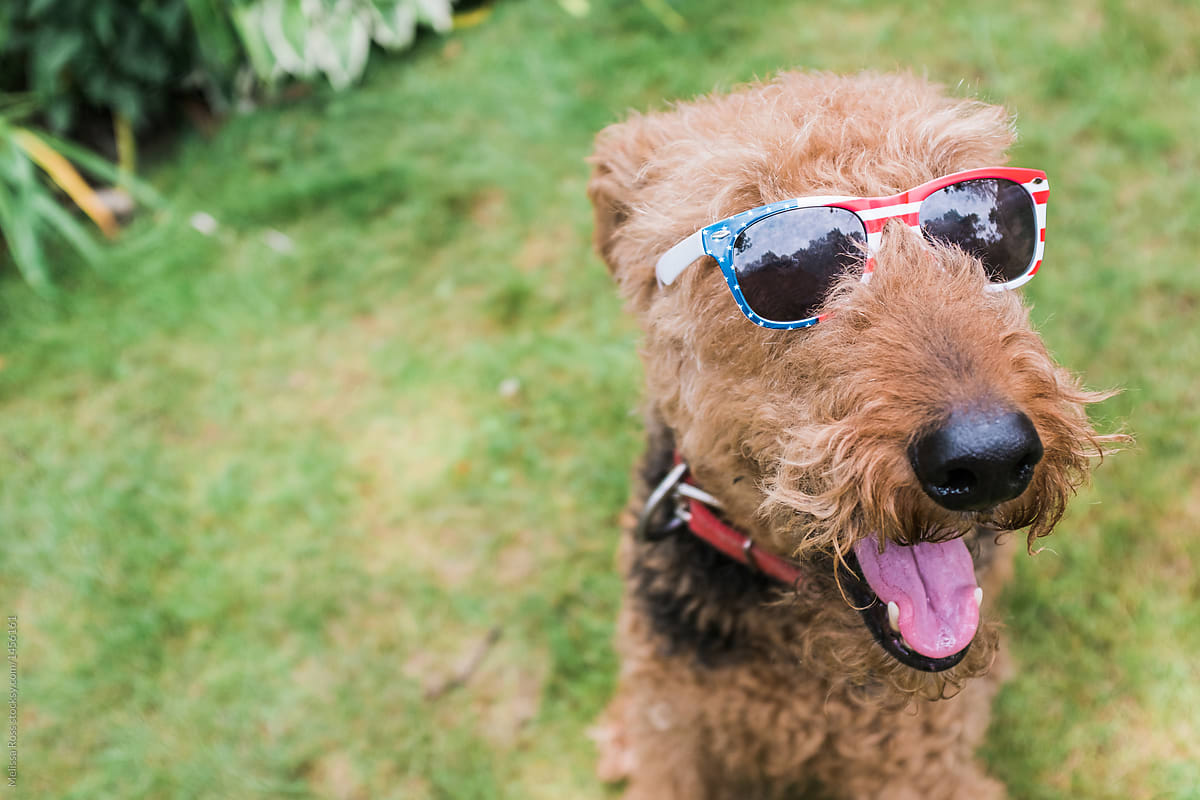 Airedale Terrier wearing cool red white and blue sunglasses.