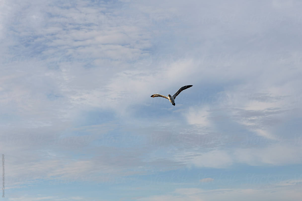 Bird flying with the sky in the background