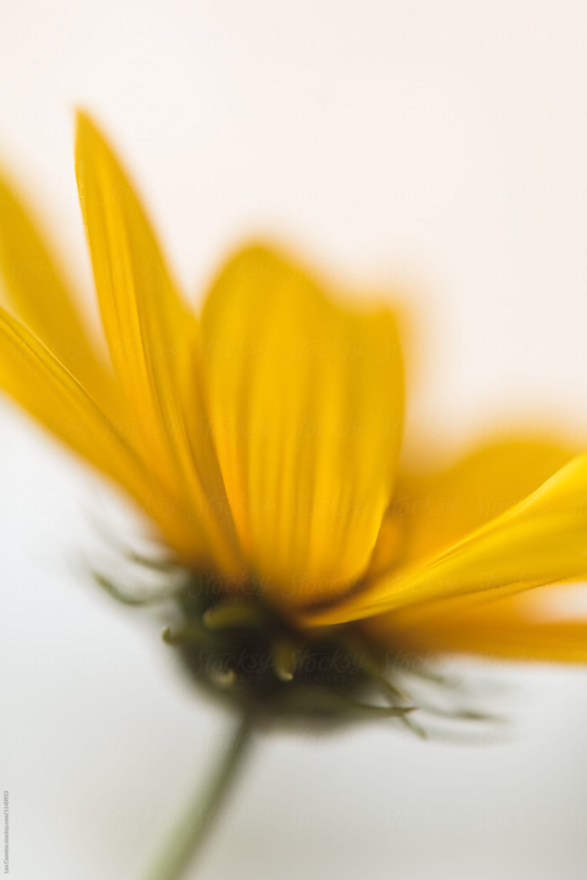 Closeup details of a yellow flower