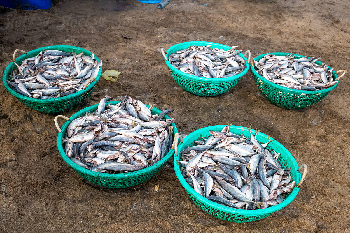 Catch of the day - the fish market of Negombo