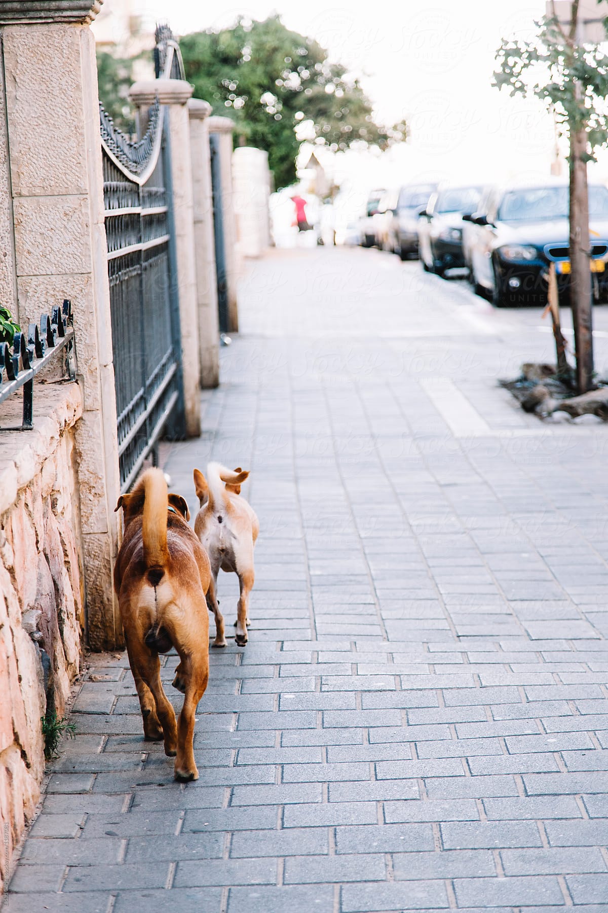 Dogs Walking on Pavement