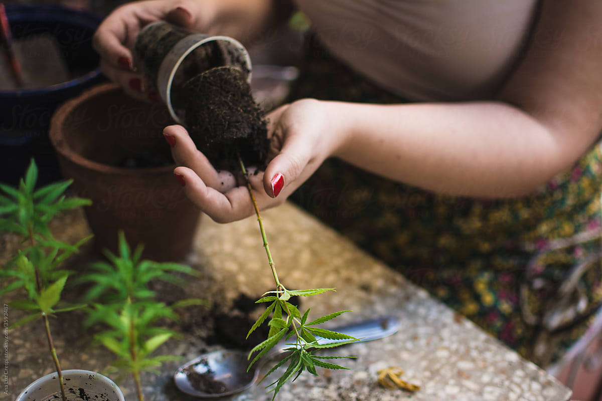Cannabis home cultivation