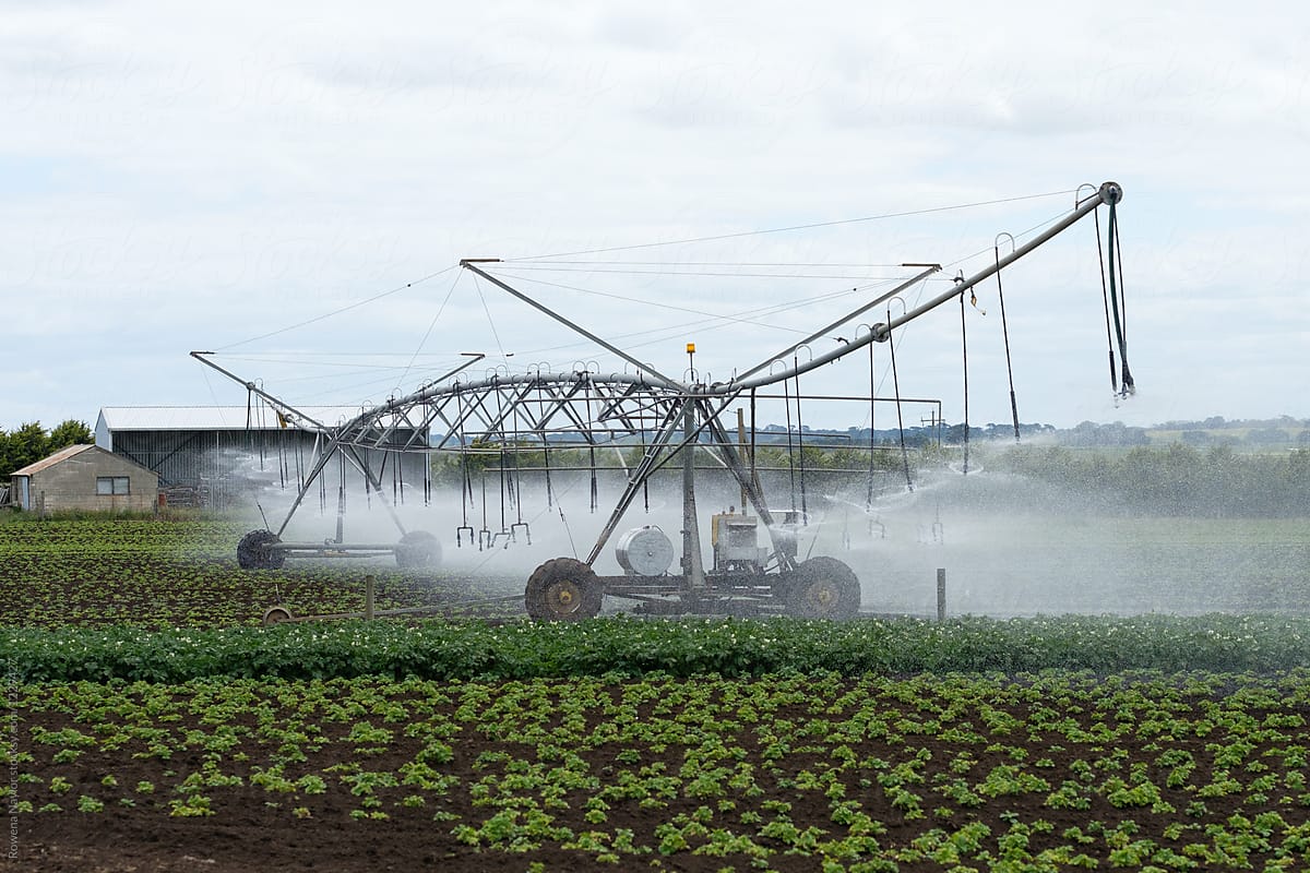 Automated Irrigation machine watering potato crops