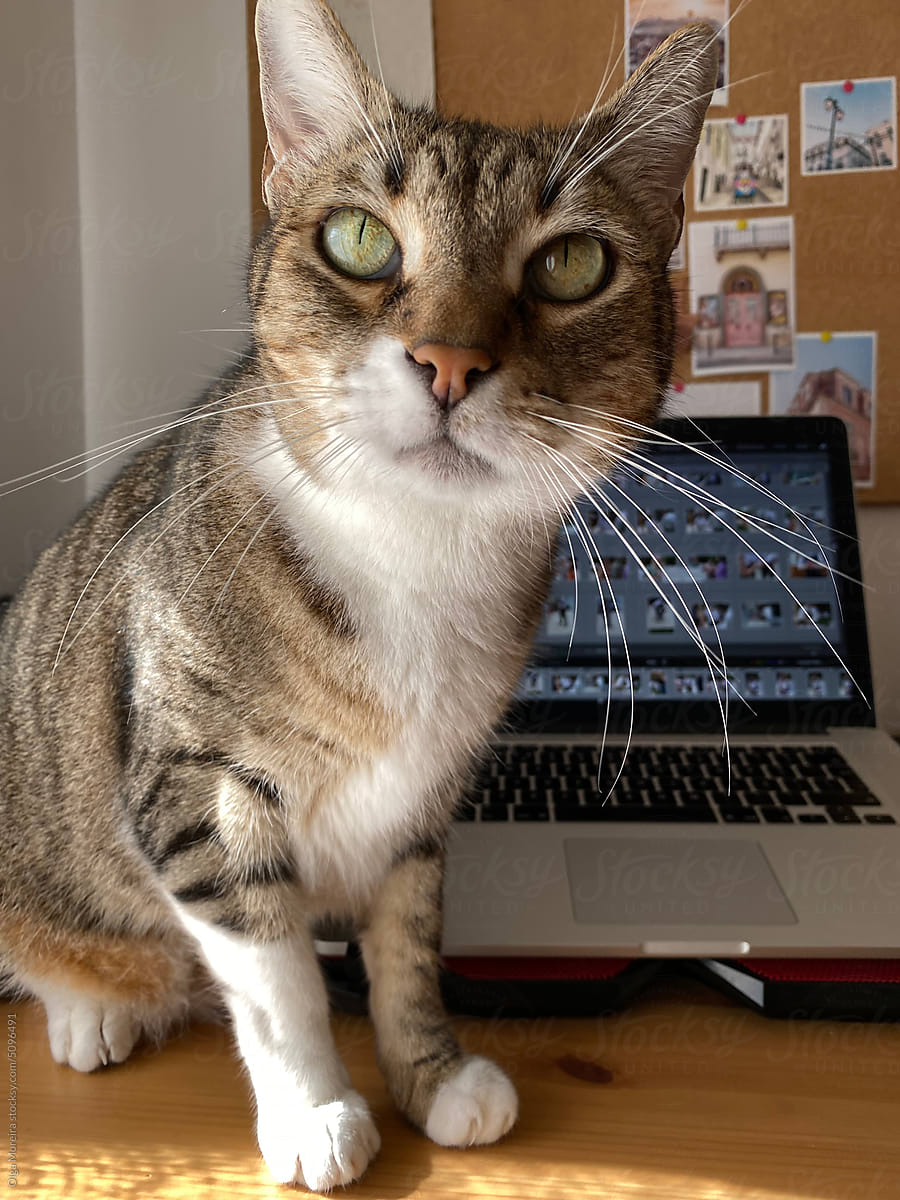 Cat sitting on a working desk