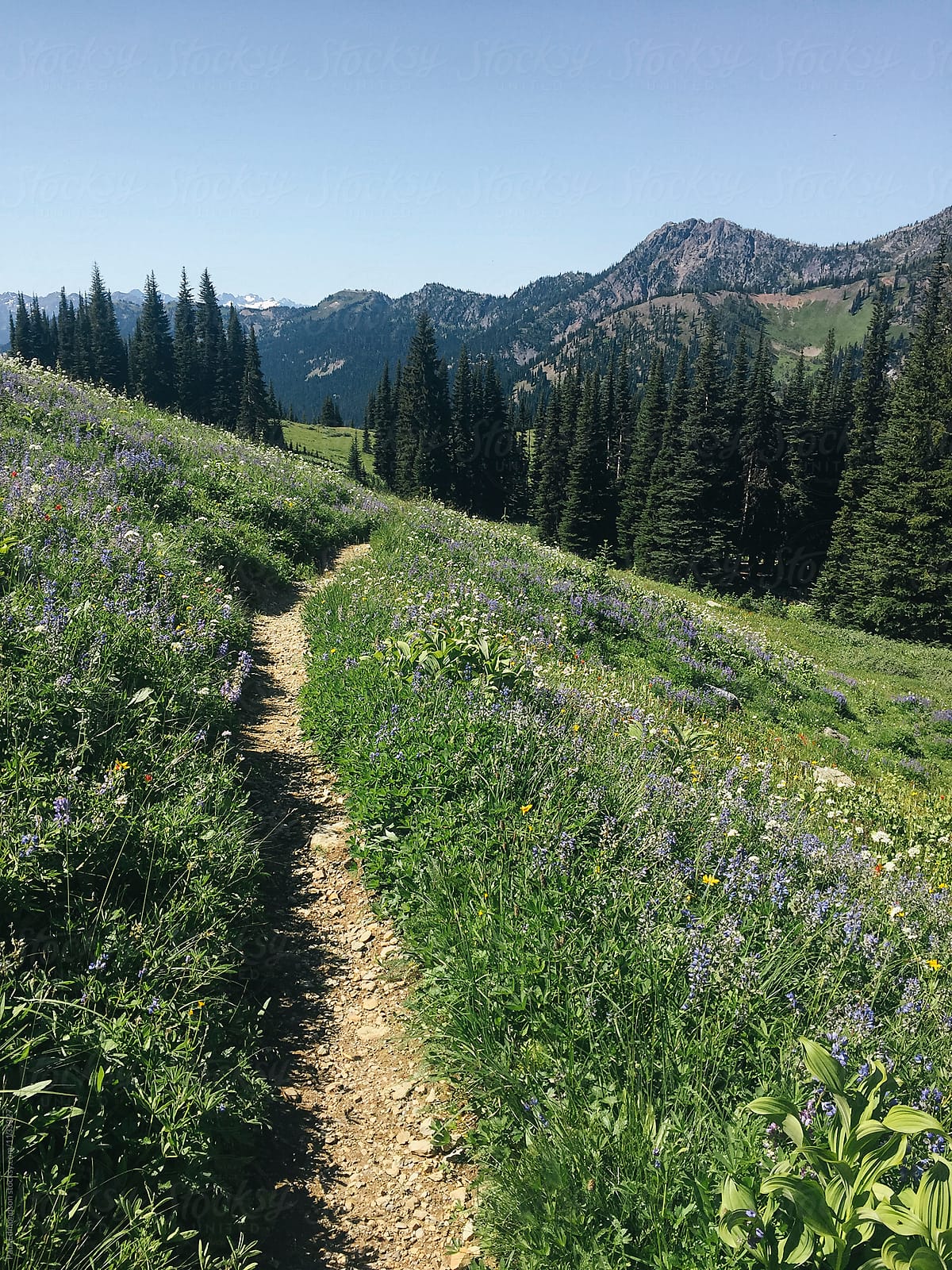 Hiking trail through wildflower meadow and mountains, North Cascades, WA