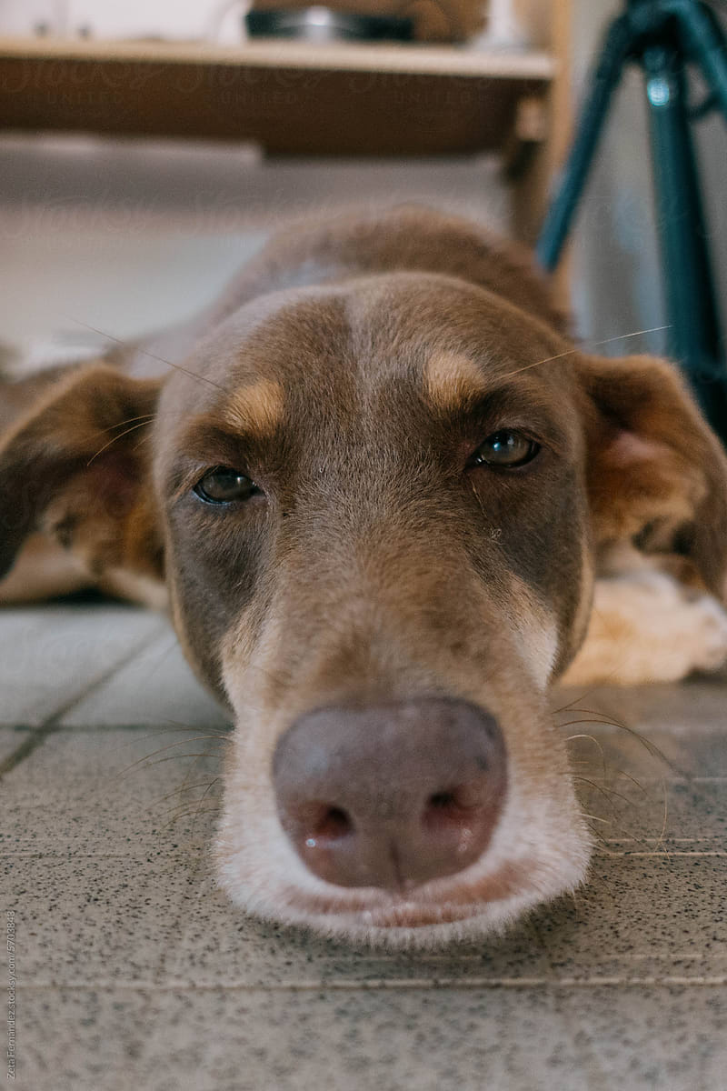 A sad puppy looking at the camera.