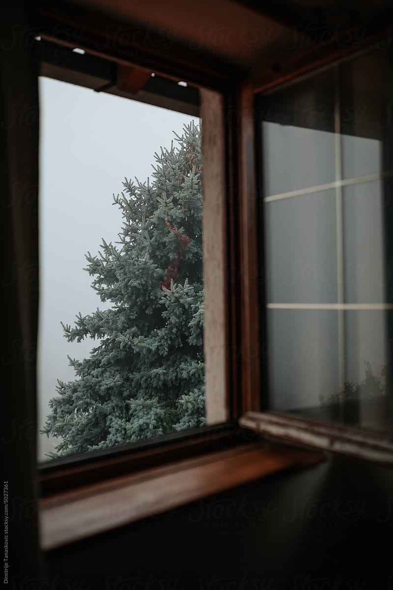 Pine Tree By The Window.