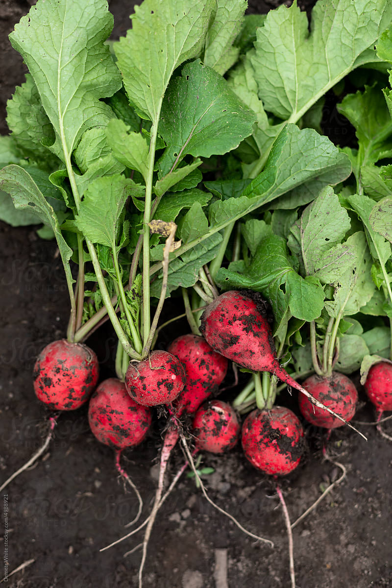 Organic red radish with green leafs on ground