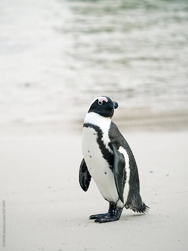African Penguins on Boulders Beach In Capetown South Africa