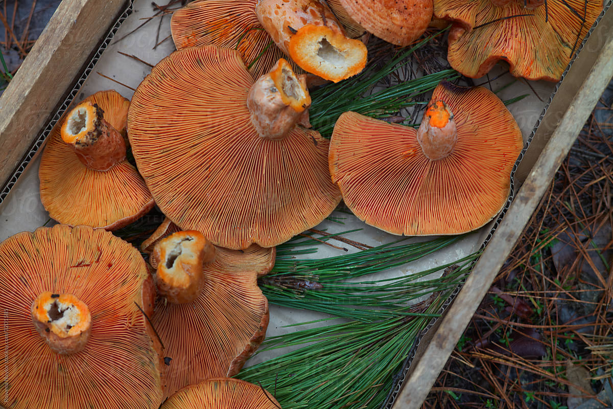 Wild Pine Mushrooms in a forest