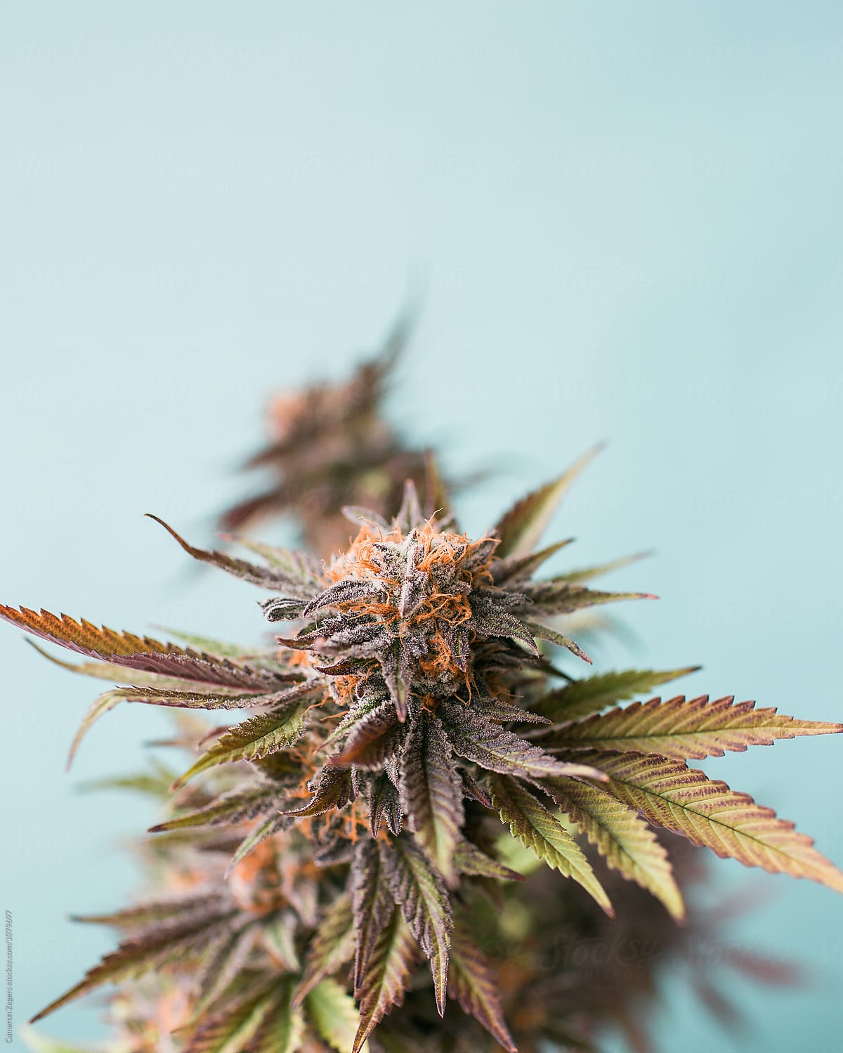marijuana plant cutting on pastel blue background