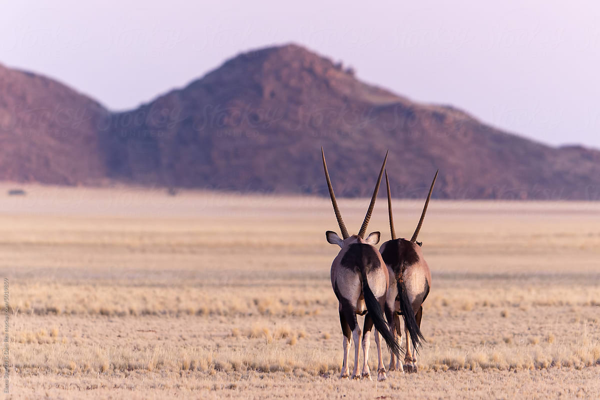 Couple of Oryx in Namib desert, Namibia
