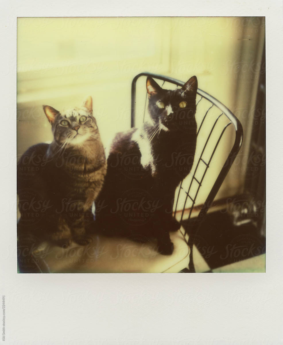 Two Cats on Chair