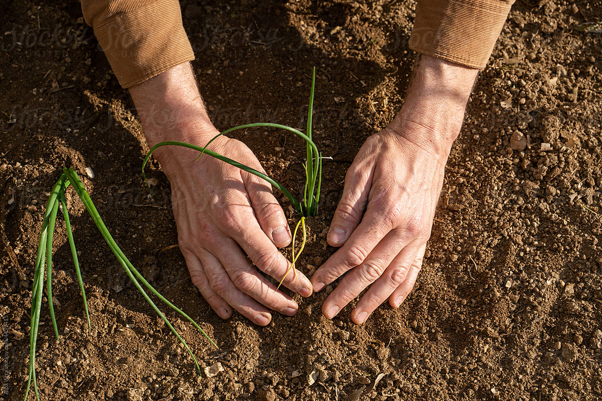 Close-up of  man hands planting vegetable plants on garden
